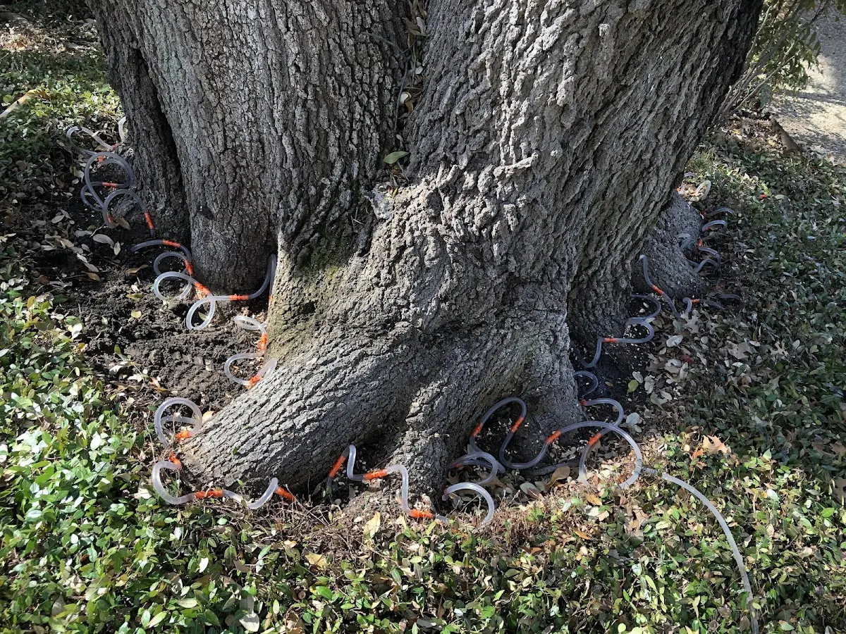 Detailed Tree Cabling and Bracing job site in Belsano