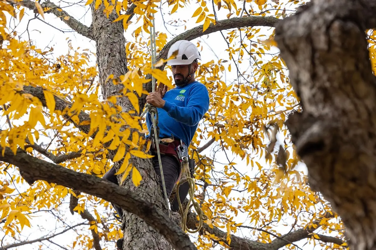 Skilled Tree Transplanting crew working in Belsano
