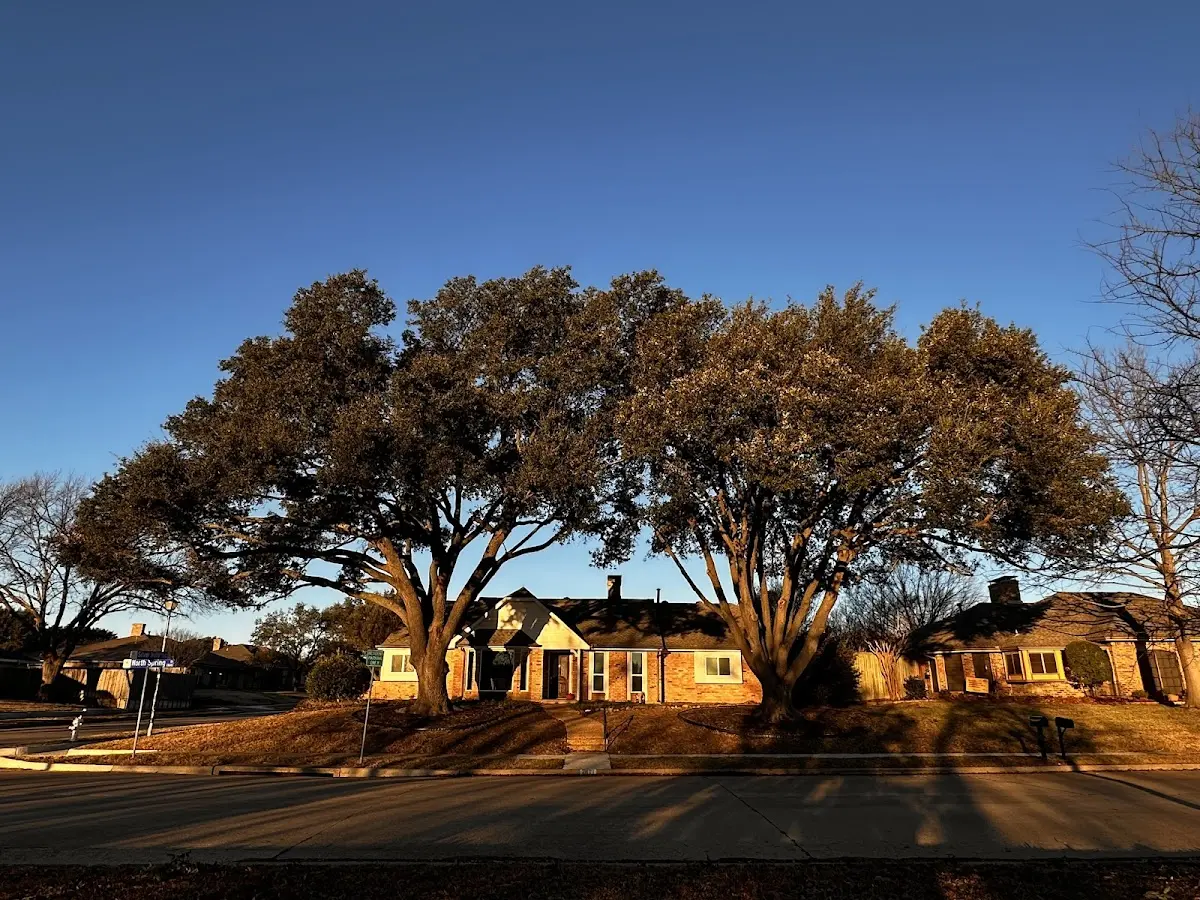 Established residential canopy tree shading a home in Belsano